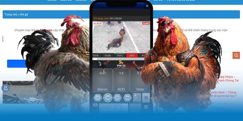 Thông tin quan trọng cần biết khi tham gia đá gà online