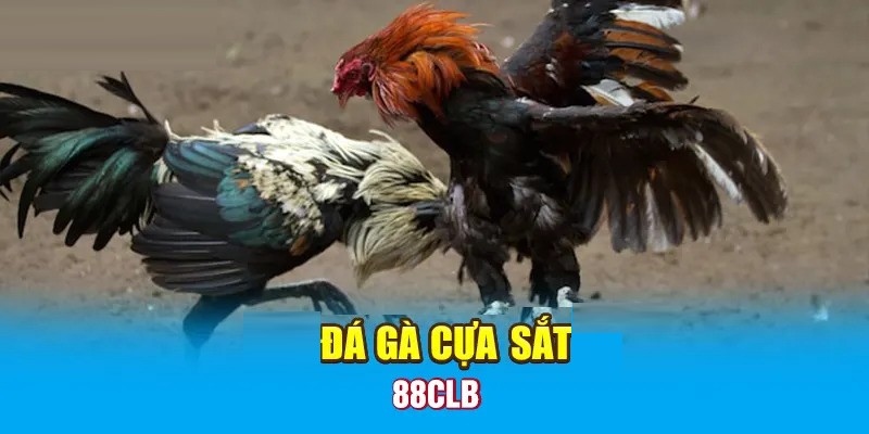 Tìm hiểu về đá gà chọi tại 88CLB