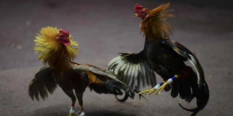 Tại sao nên xem đá gà online ngay hôm nay?