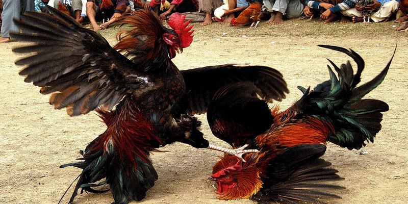 Đá gà online là gì?